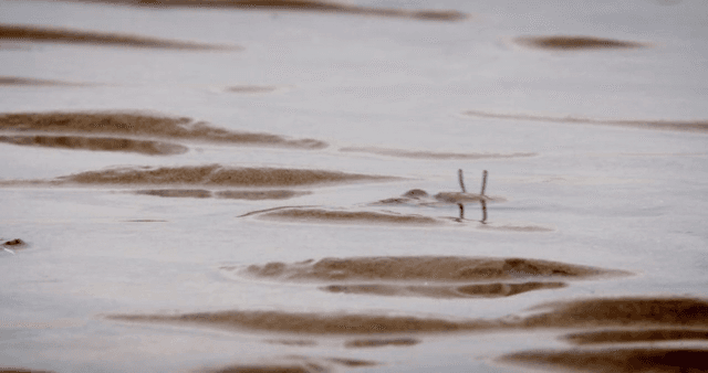 진흙 해안에서 움직이는 게들