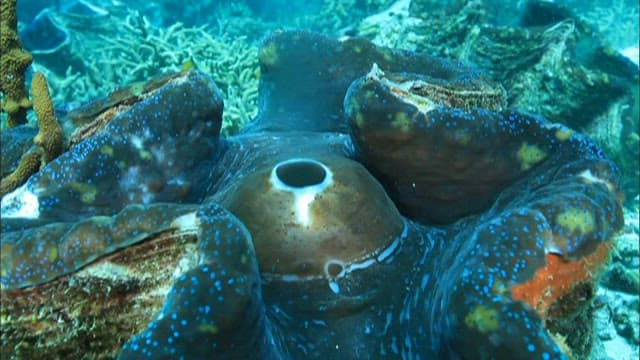 Giant clam emitting white smoke-like substance