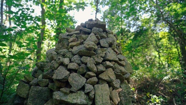 Pile of rocks in a dense forest on a sunny day