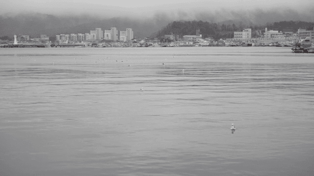 도시 근처 잔잔한 바다에 떠 있는 갈매기들