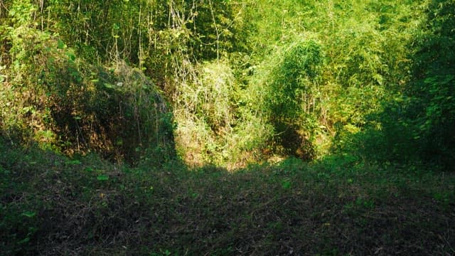 Dense forest with sunlight filtering through