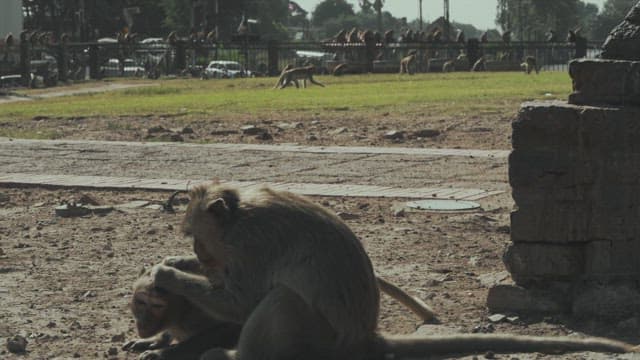 Monkeys Grooming Each Other on the Grass