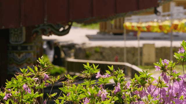 꽃이 만발한 사찰과 등불