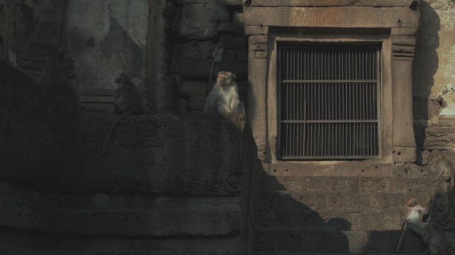 Monkeys resting and playing on ancient stone building at sunset