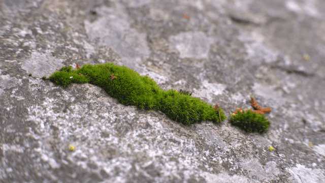 바위 표면에 자라는 이끼