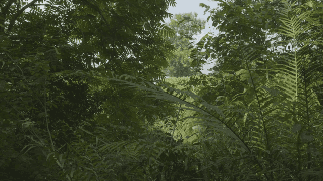 Dense forest with lush green foliage
