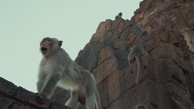 Monkeys Gathering on Ancient Stone Ruins