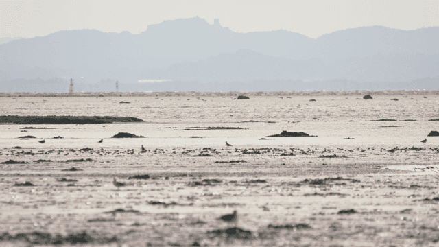 새들이 있는 고요한 갯벌 해안 풍경