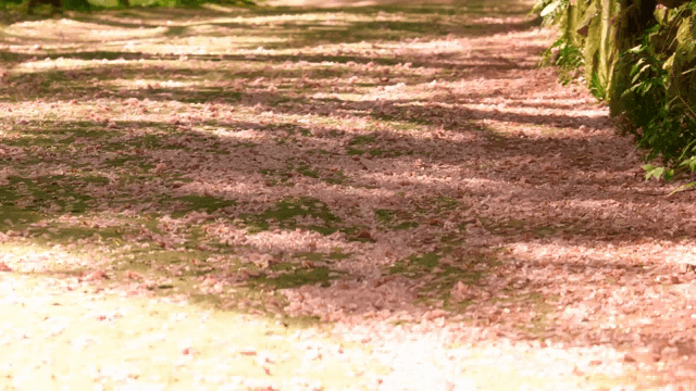 분홍 꽃잎으로 덮인 길