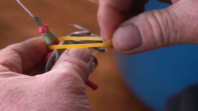 Hands tying a crab with a rubber band