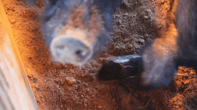 우리에서 막 태어난 새끼 돼지