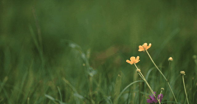 초원에 핀 노란 꽃들