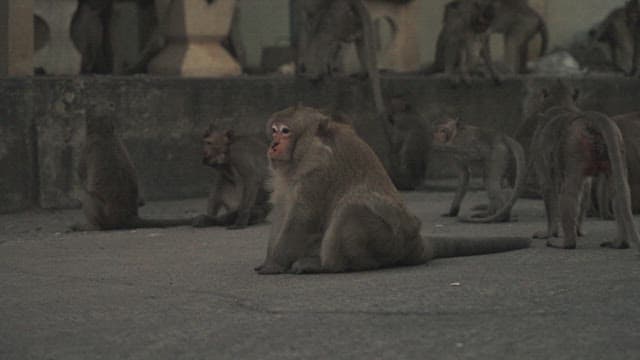 Monkeys Walking on the Street at Evening