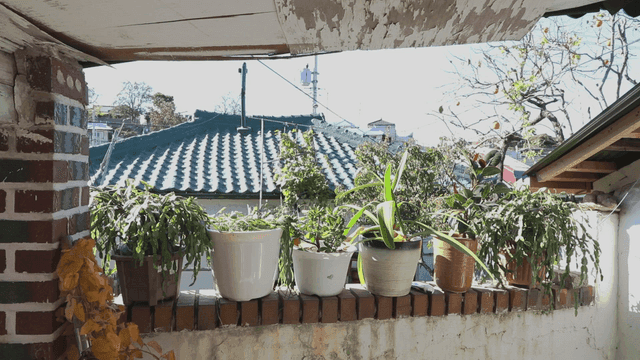 화분이 놓인 발코니의 전망