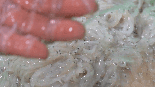 Pile of fresh ice fish in green basket