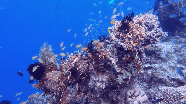 산호초 주변을 헤엄치는 형형색색의 물고기들