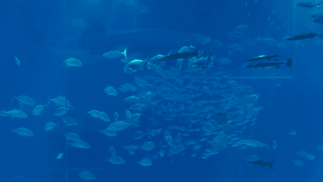 Large aquarium where various fish swim