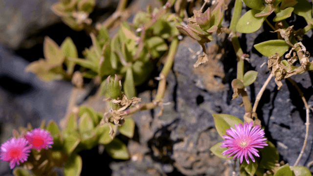 Pink flowers blooming on a rocky surface