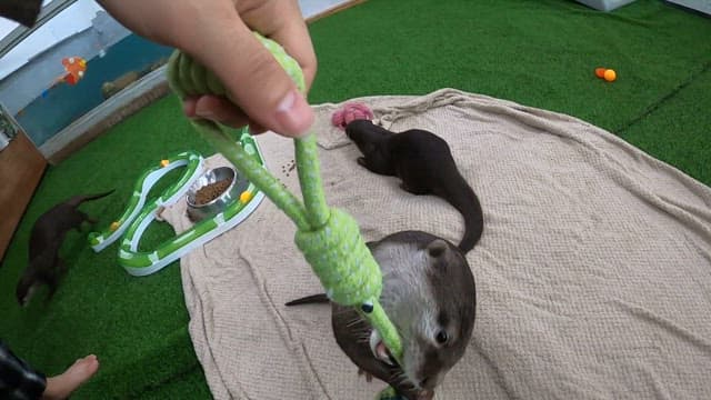 Otter playing with people and toys