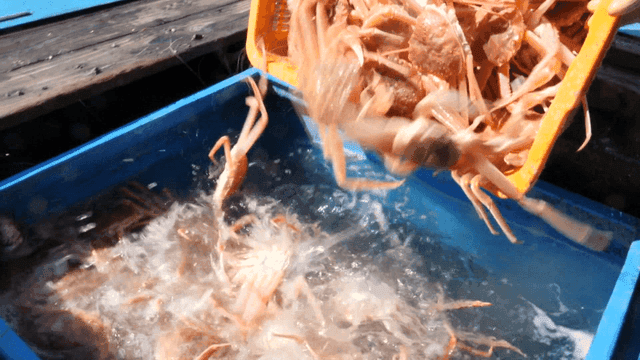 파란 어획 통에 쏟아지는 게들