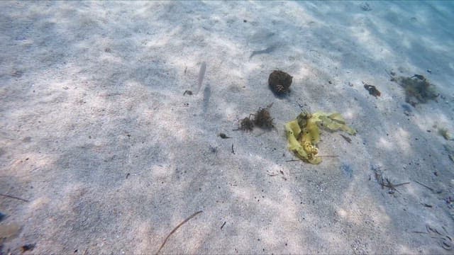 Underwater scene with fish and seaweed