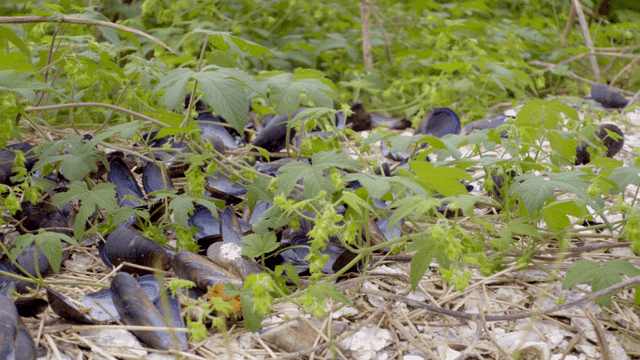 녹색 식물 사이에 흩어진 홍합 껍질들