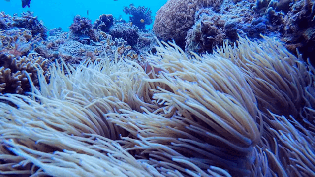 다양한 물고기가 있는 화려한 산호초