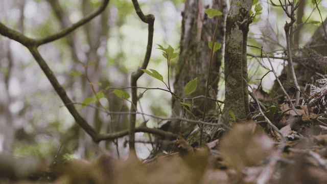 Forest floor with small plants and leaves