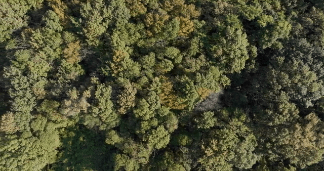 푸른 나무가 우거진 울창한 숲