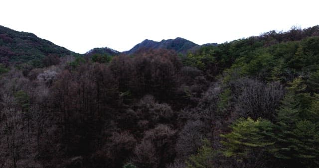 나무가 울창한 숲으로 덮인 고요한 산맥