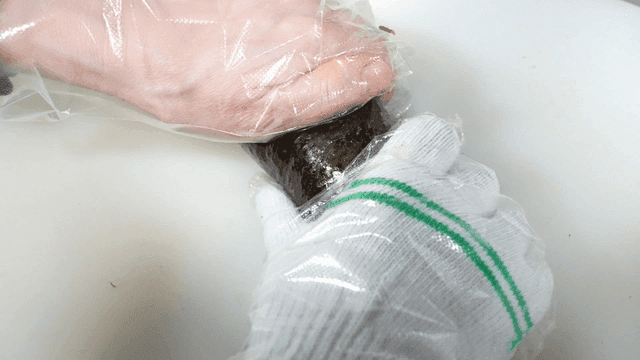 Rolling kimbap with gloved hands