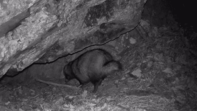 Raccoon exploring a rocky cave