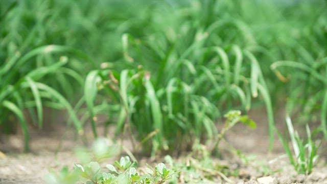 Green chives growing from fertile soil in the garden