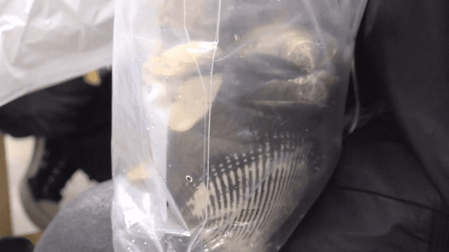 비닐봉지 속 조개껍데기