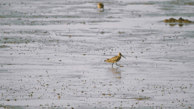 Brown sandpipers foraging in the muddy wetland