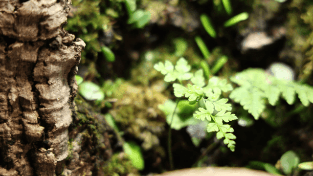 Close-up of a tree bark and fern leaves