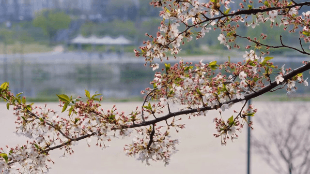 Cherry blossoms in full bloom by the river