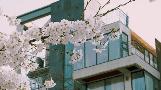 Cherry blossoms in front of building