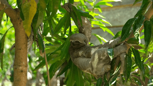 나무 가지에 매달린 나무늘보