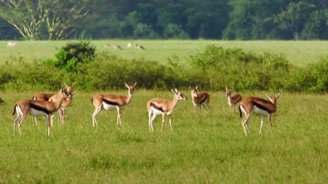 Gazelles Grazing in a Serene Savannah