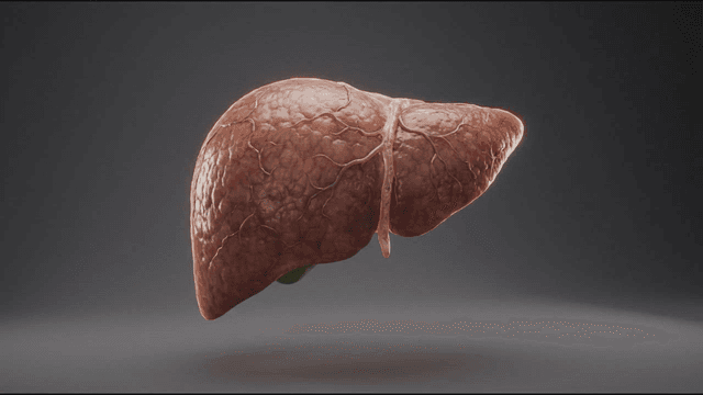 Detailed view of human liver