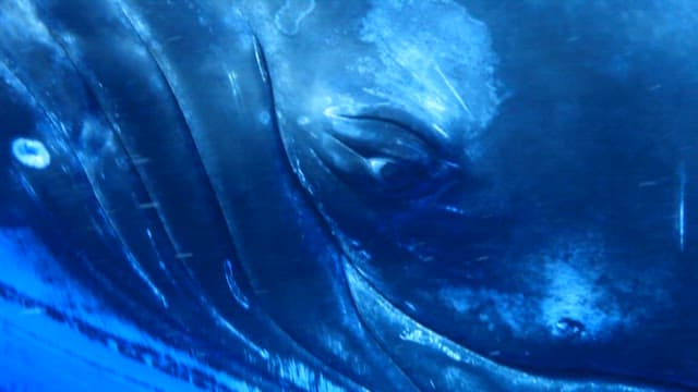 Majestic Whale Glide Through Ocean Depths