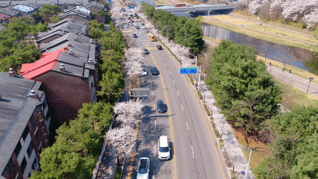 Cherry blossoms blooming along residential street