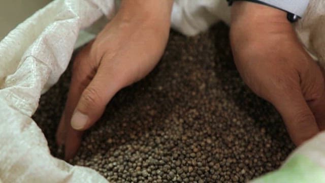 대마 종자를 가려내는 손