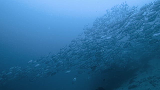 School of Fish Swimming in Ocean Depths