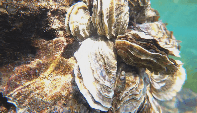 Close-up of oysters attached to a rock underwater
