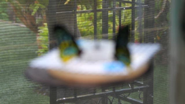 플랫폼에서 먹이를 먹는 나비들