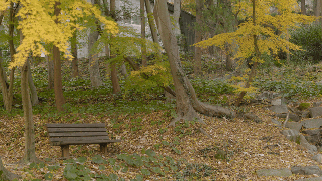 Quiet forest with autumn leaves