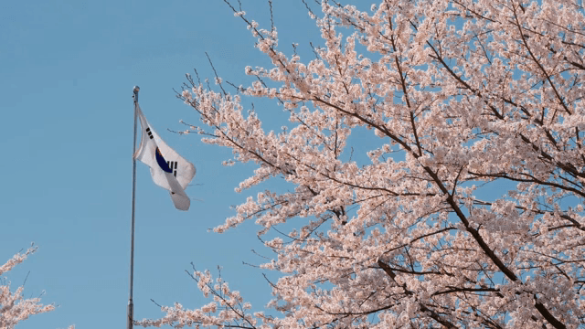 벚꽃과 태극기