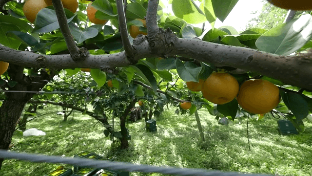 잘 익은 배와 상자가 있는 배 과수원